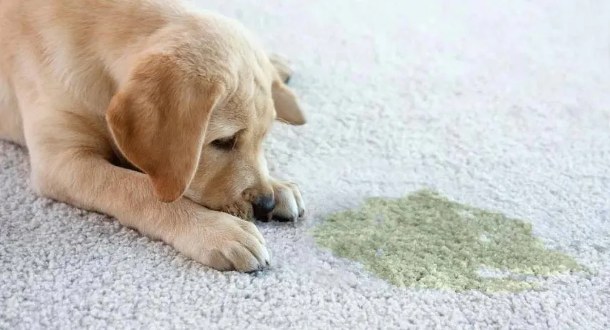Best Carpet Cleaner for Pet Stains